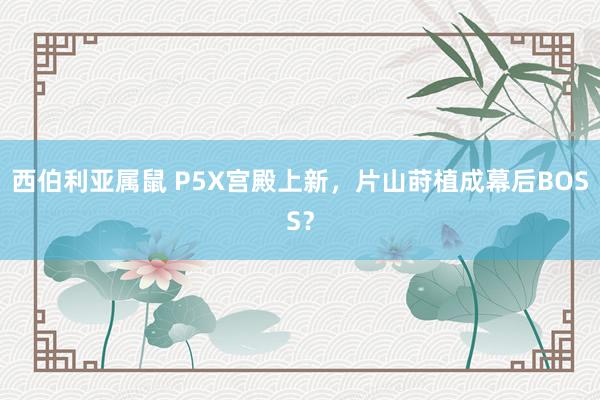 西伯利亚属鼠 P5X宫殿上新，片山莳植成幕后BOSS？